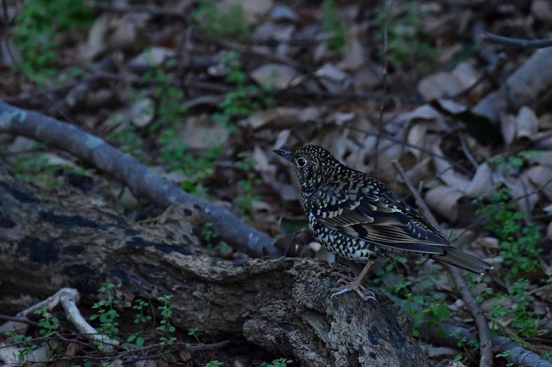 第255回 夜に鳴く野鳥 翆野 大地 Note