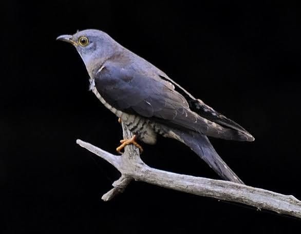 第255回 夜に鳴く野鳥 翆野 大地 Note 第255回 夜に鳴く野鳥 翆野 大地 Note