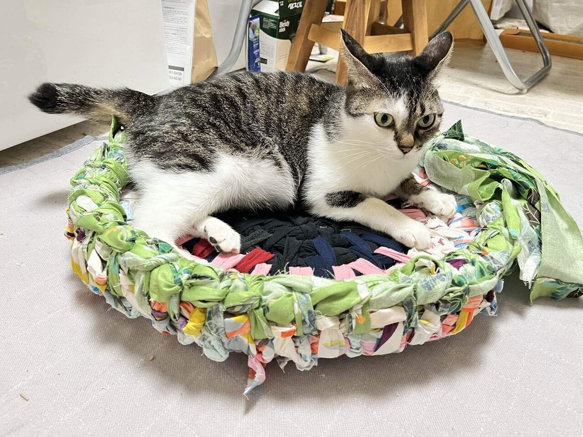 鍋敷き以上猫ちぐら未満｜astrodedepopo 