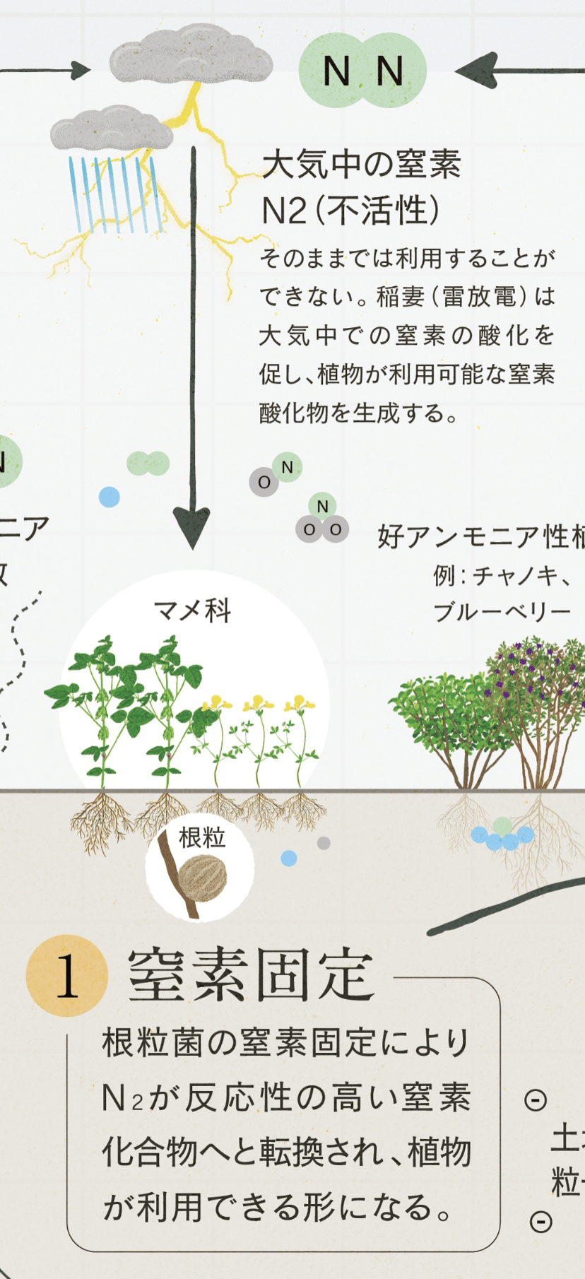 植物生態学論考 足元で起きる進化」の波及効果―たった1種の形態進化が植物群集の