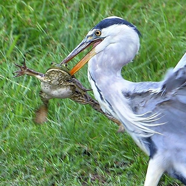 第256回 怖い顔のアオサギ 3回目 翆野 大地 Note