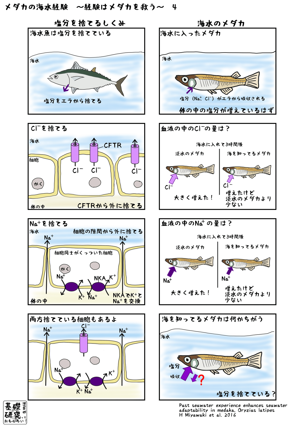 メダカの海水経験 経験はメダカを救う Page 4 かわいせーざん 基礎研究っておもしろい 生物編 Note