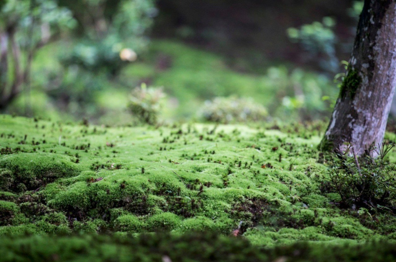 雨の後 鮮やかになる苔の緑 Bitbeans Note