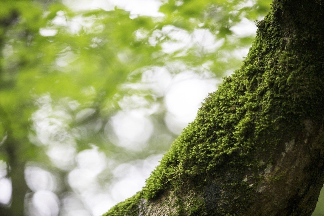 雨の後 鮮やかになる苔の緑 Bitbeans Note 雨の後 鮮やかになる苔の緑 Bitbeans Note