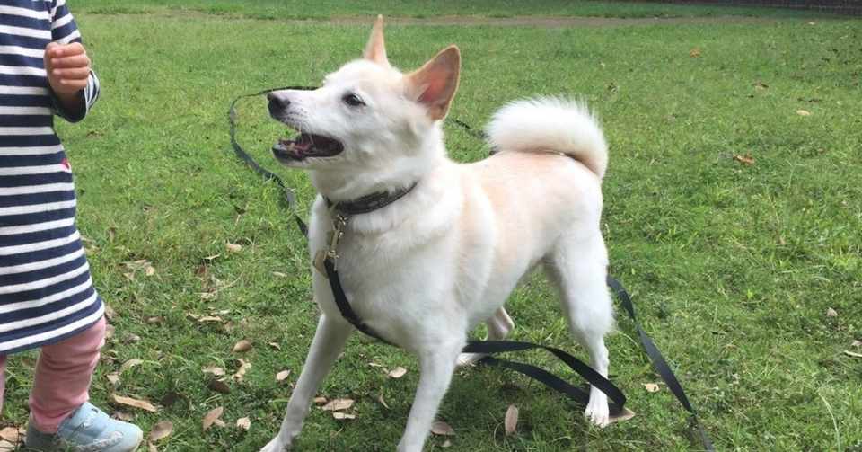 何度やっても慣れない仕事 毛玉好きの獣医 Note