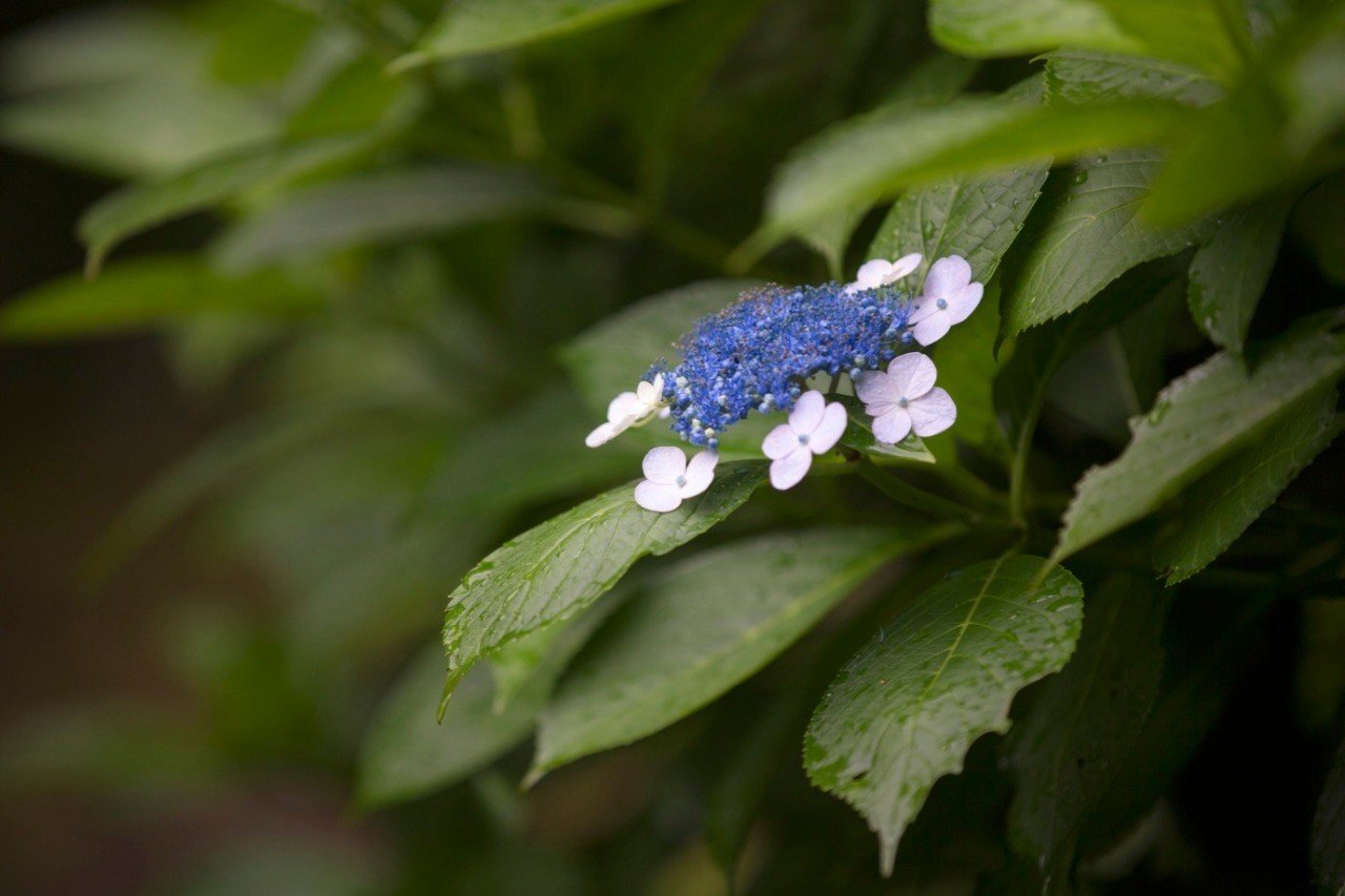 額紫陽花の魅力 Bitbeans Note