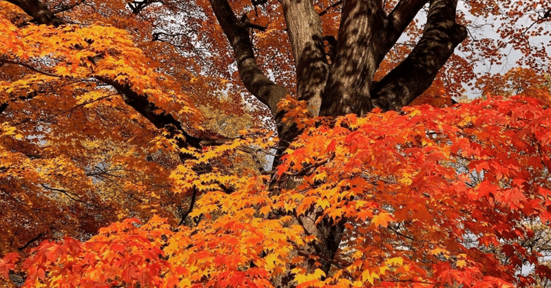 短編　紅葉