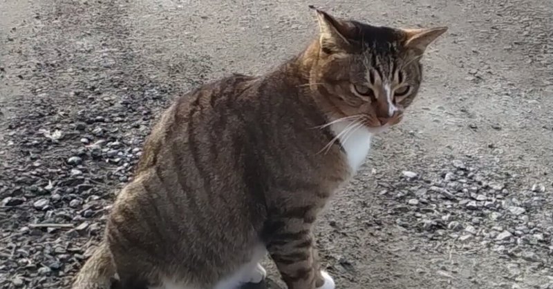 ねこさま風景　トッティーさん