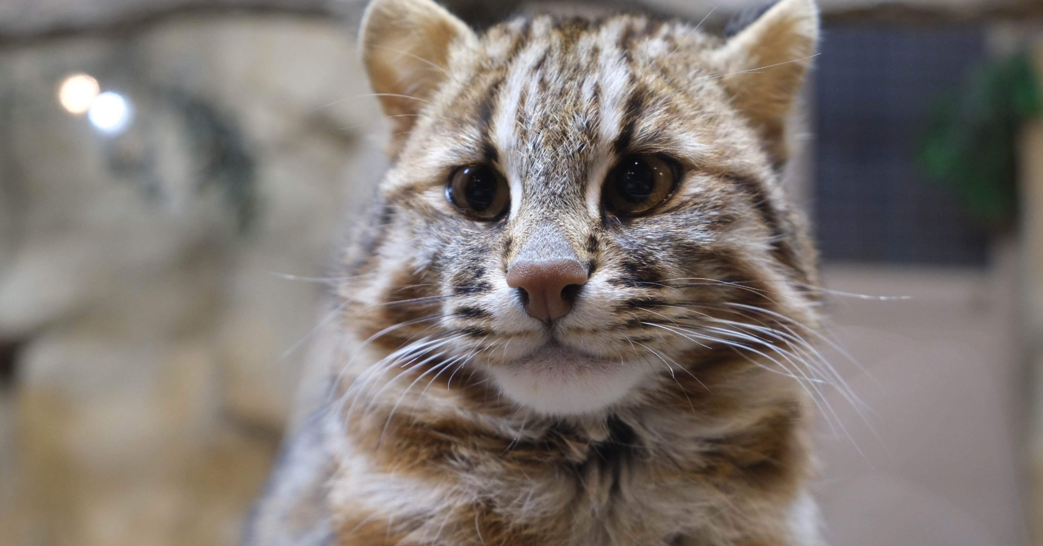 0531f25c09a32ea7a789c35ad87e34