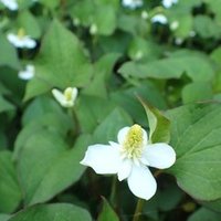 いまが作りどき ドクダミの虫よけスプレーと化粧水 Ozawa Eiko Note