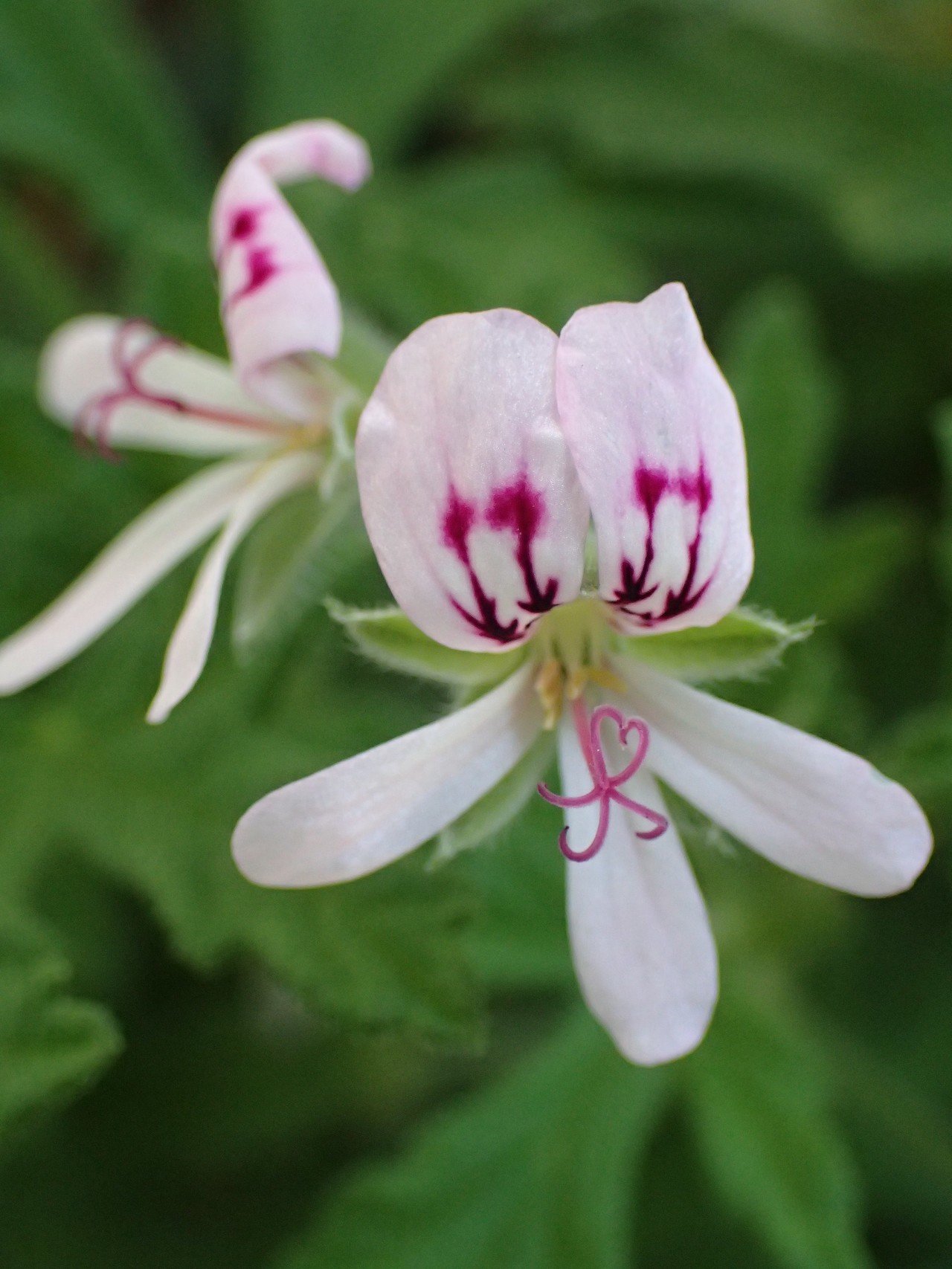ゼラニウムの虫よけ効果はいかに Ozawa Eiko Note ゼラニウムの虫よけ効果はいかに Ozawa Eiko Note