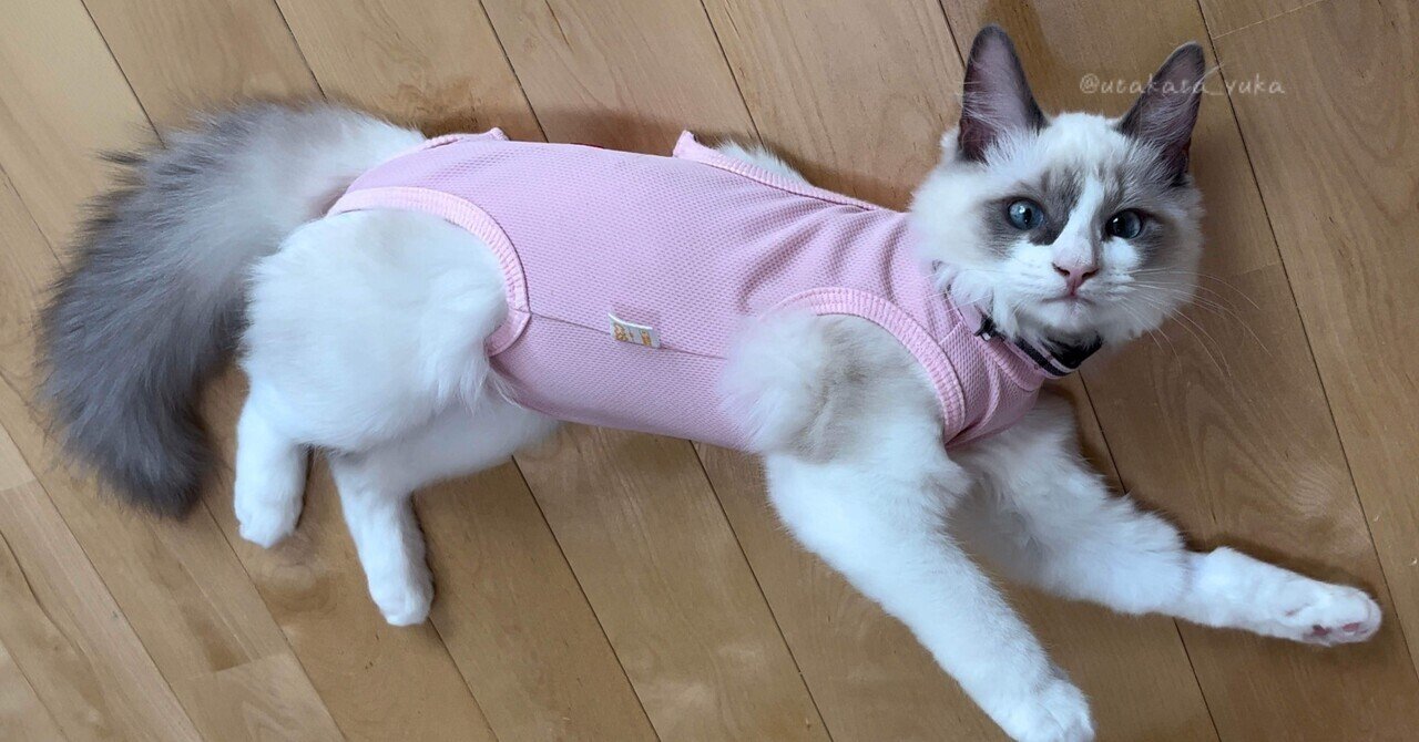 ⚠むぎちゃん様占用⚠