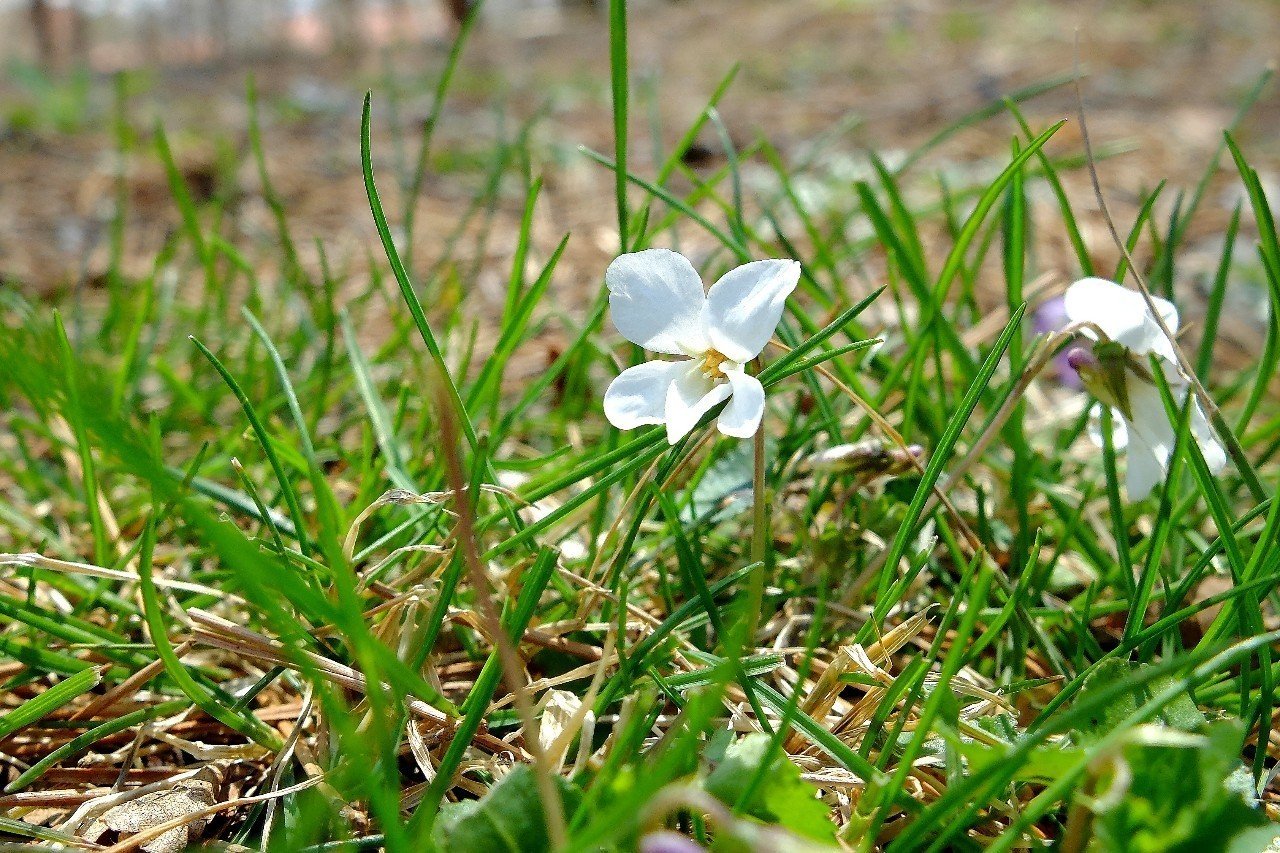 真っ白なスミレ オトメスミレ Hhaannaaiihh Note 真っ白なスミレ オトメスミレ Hhaannaaiihh Note