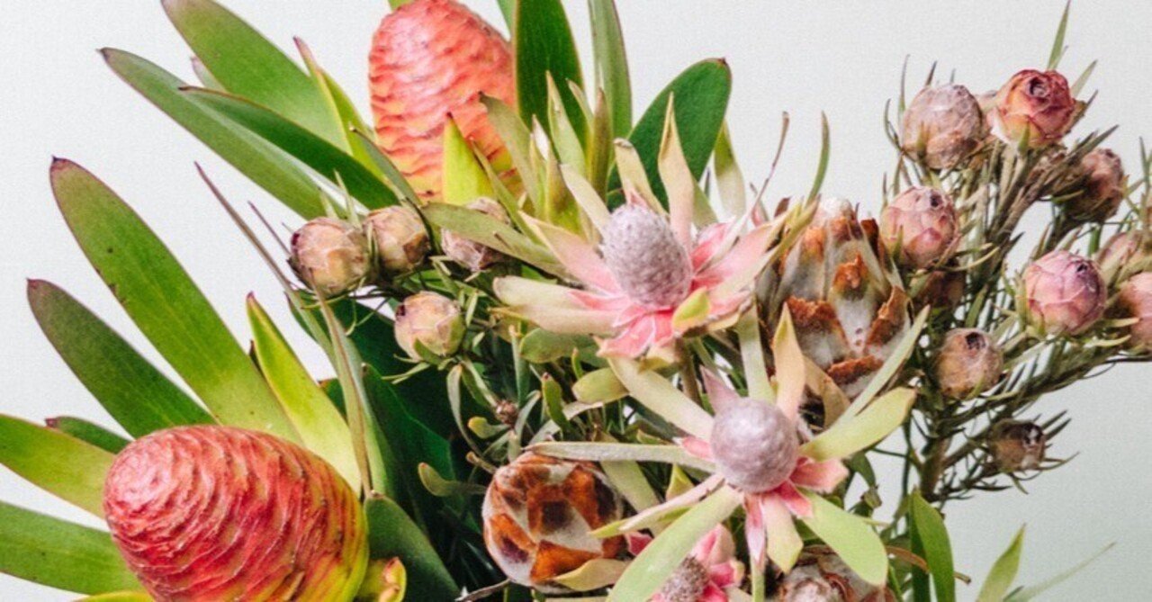 ごろごろ。個性たっぷり！ リューカデンドロン｜FLOWER