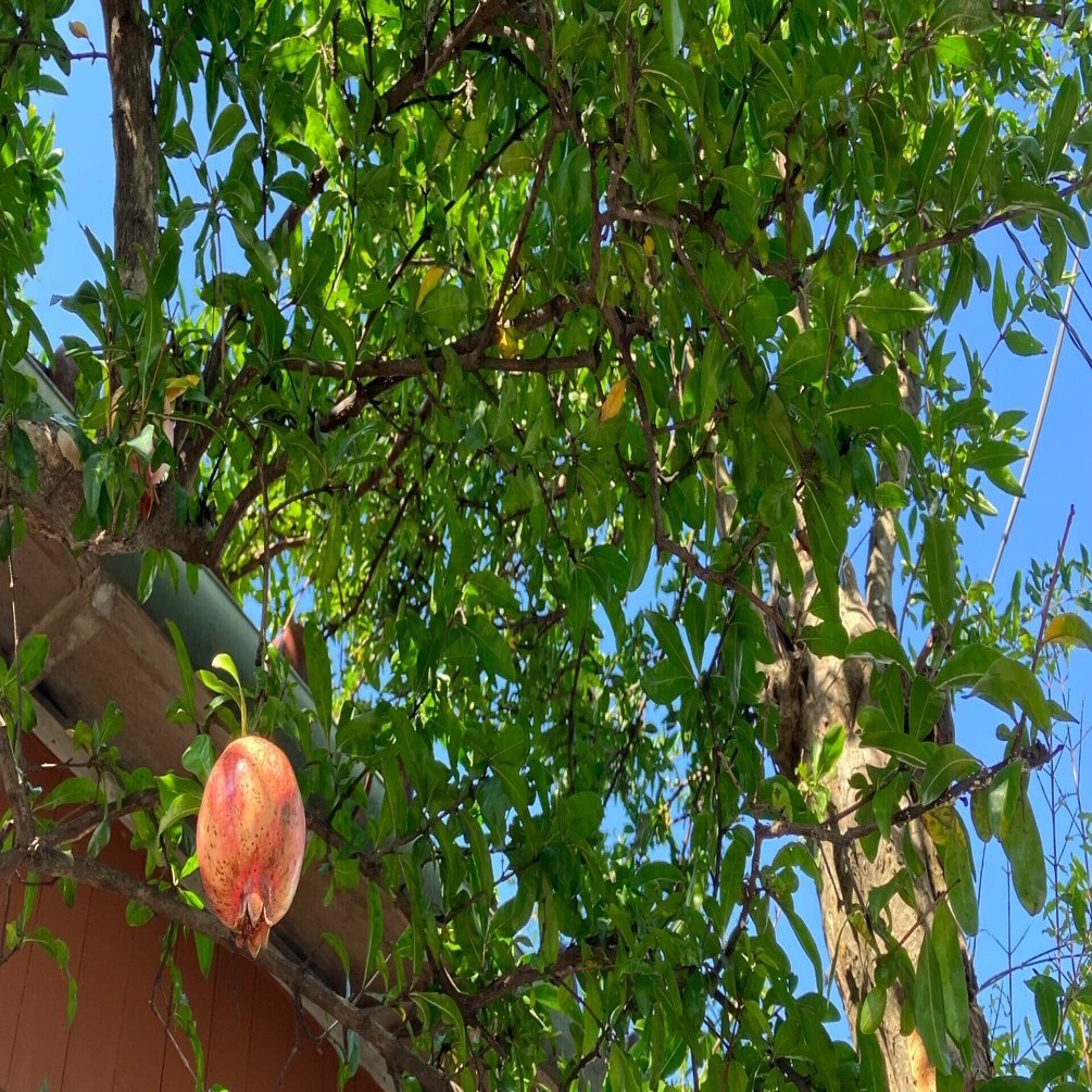 柘榴（再）｜西野圭果♡