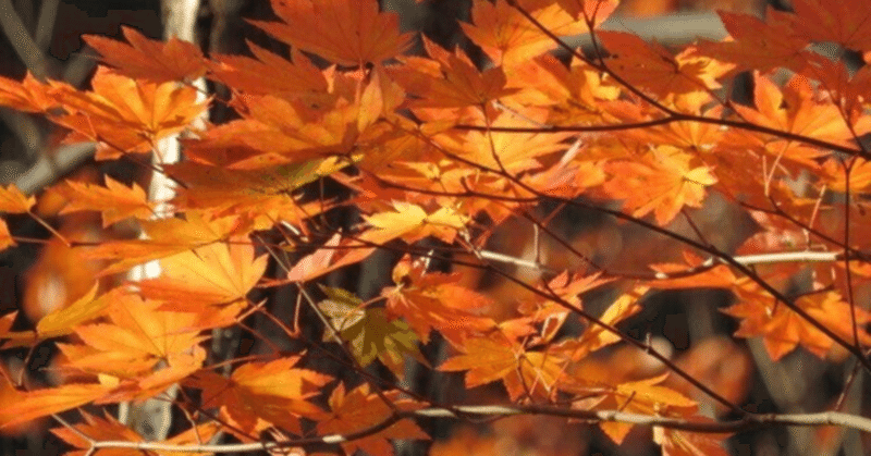 【詩と動画】秋の彩り: 紅葉の詠