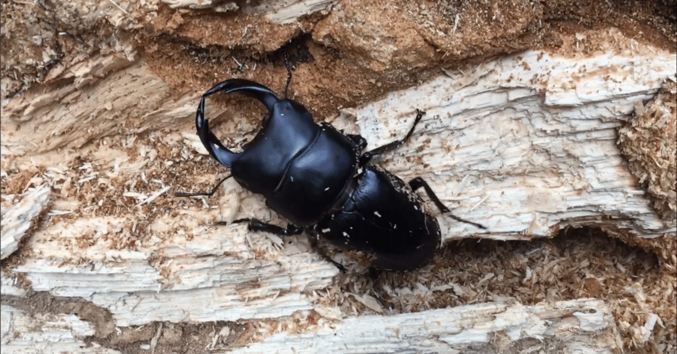 新潟県産 天然採集 オオクワガタ 新潟 オオクワ WD クワガタ ワイルド