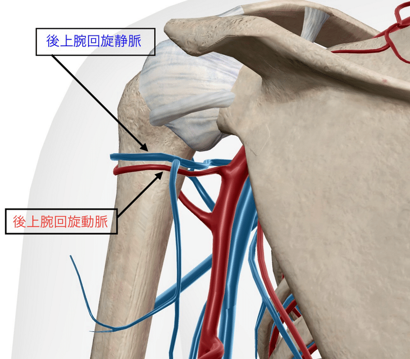 腋窩神経について（解剖学編）｜三堀アツシ