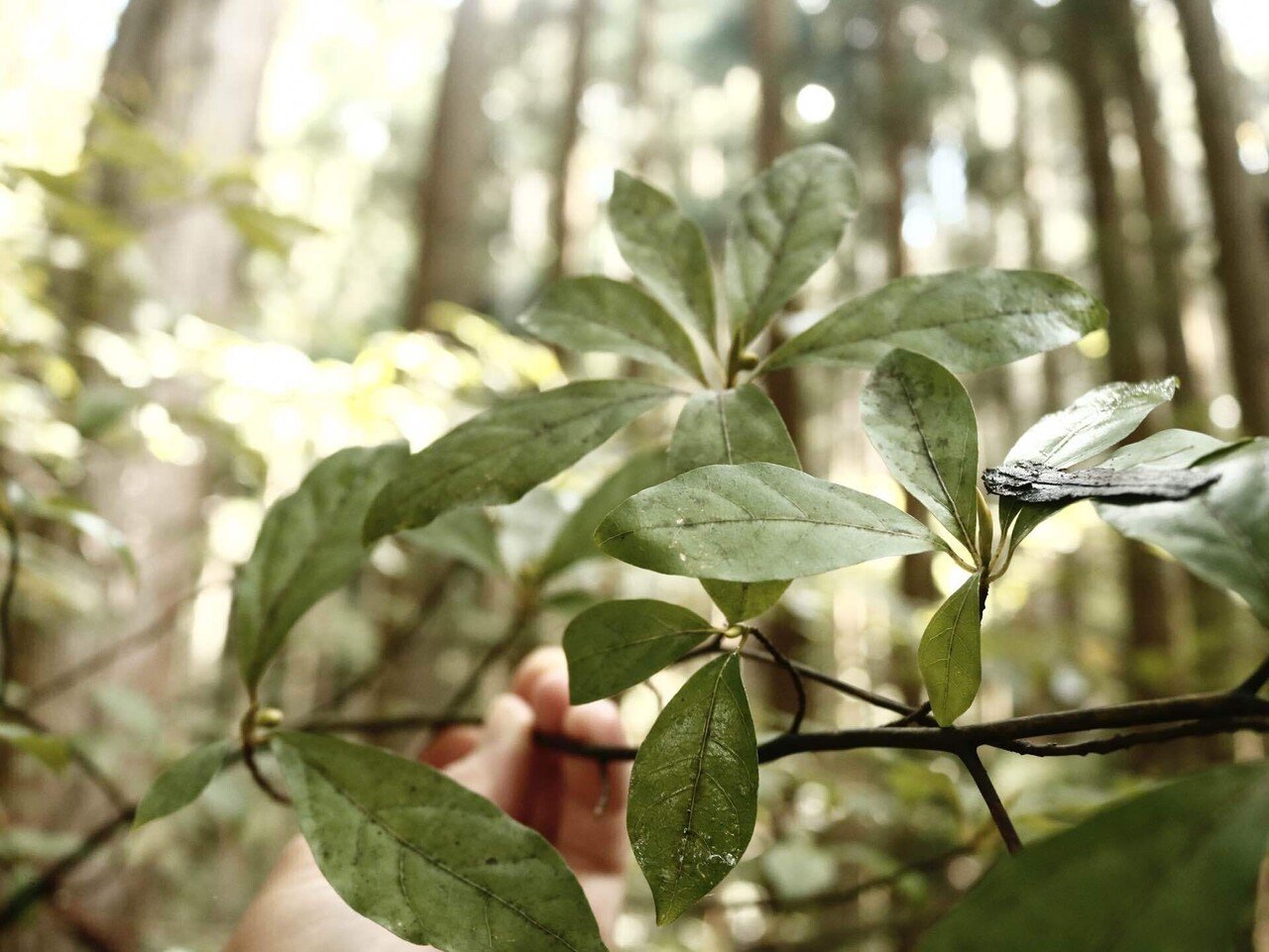 のぶりん　クロモジ生の枝葉　ハーブ　染料　茶　漢方　保存食　挿し木クロモジ のぶりん様専用 クロモジ 生の枝葉 山野草 漢方 茶 草木染 ハーブ 染料