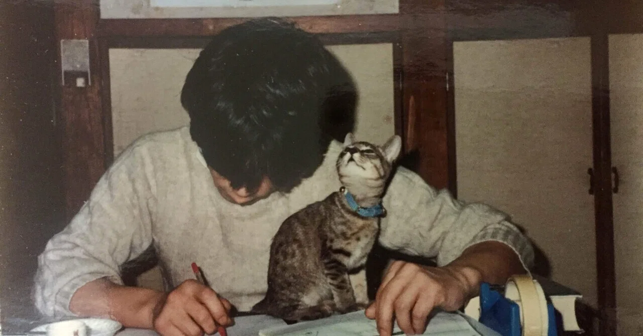 ネコメンタリー 猫も、杓子も。 ＃好きな番組｜へーご