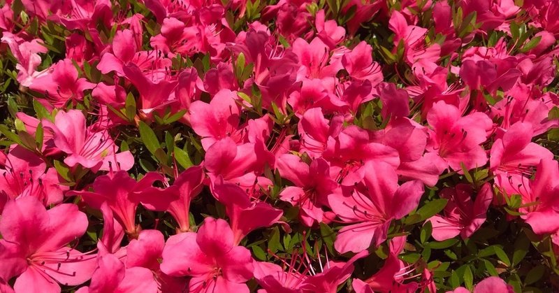 東御苑のサツキと野薔薇