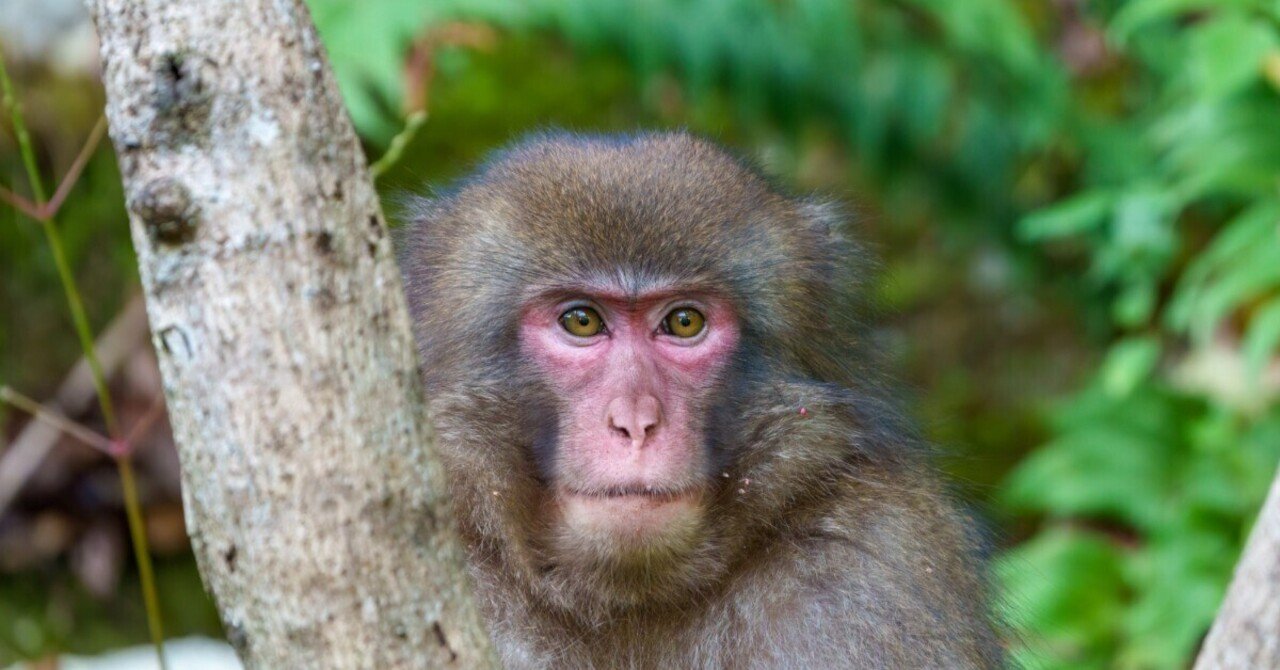 猿が多かった(#1201)｜RURI