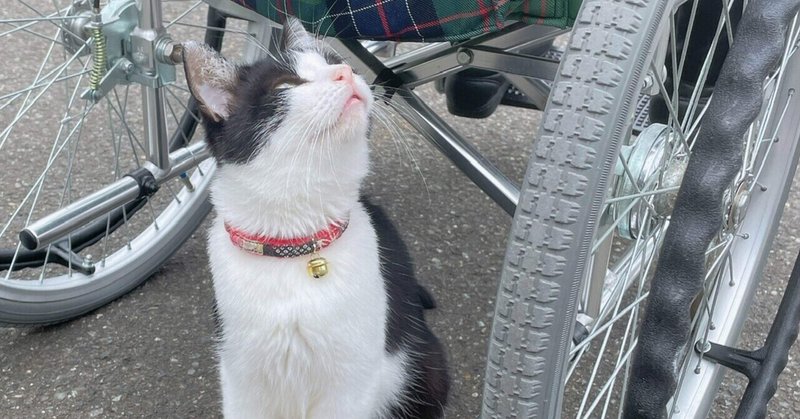 世界平和は猫による　御誕生寺