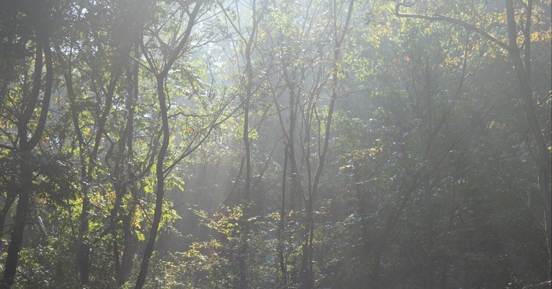 朝靄の森にアカゲラが飛んだ＠いつもの森