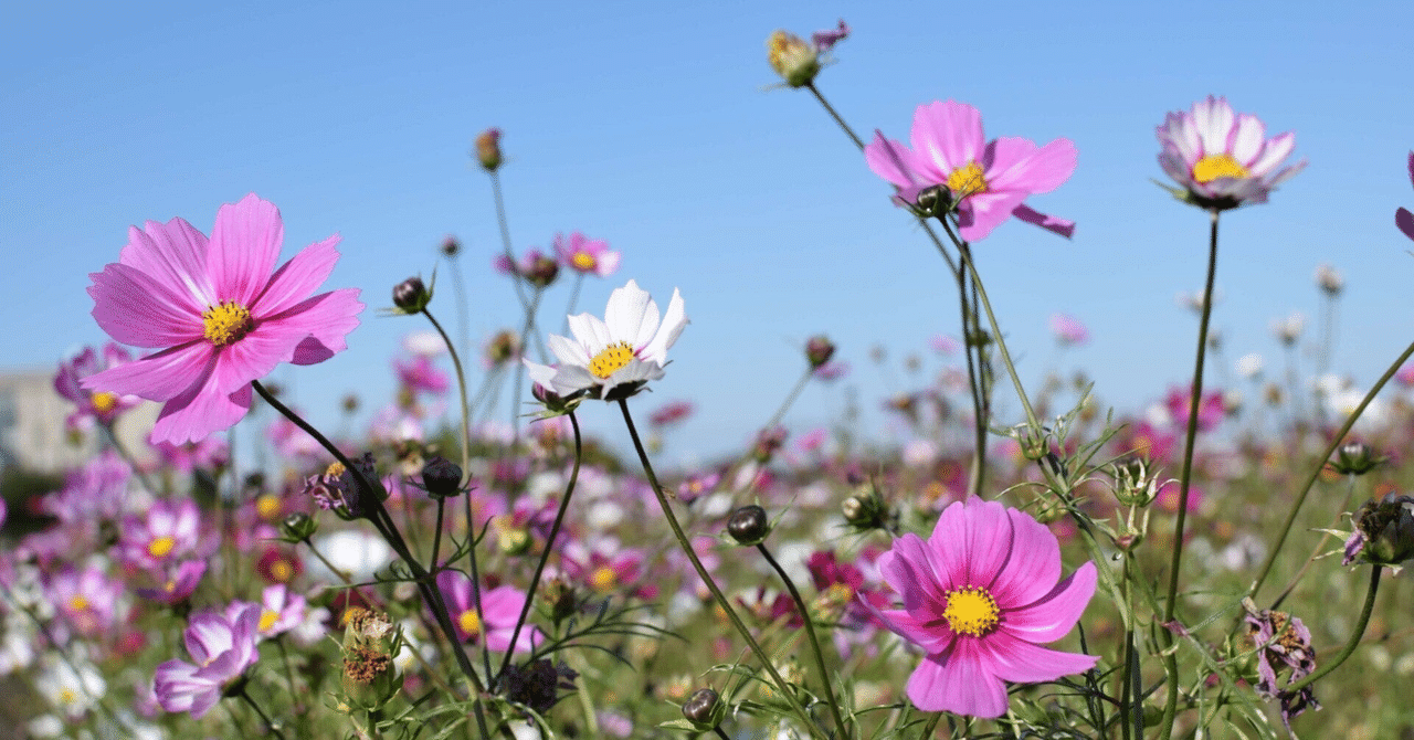 おもいやりとケア|YOKU STUDIO