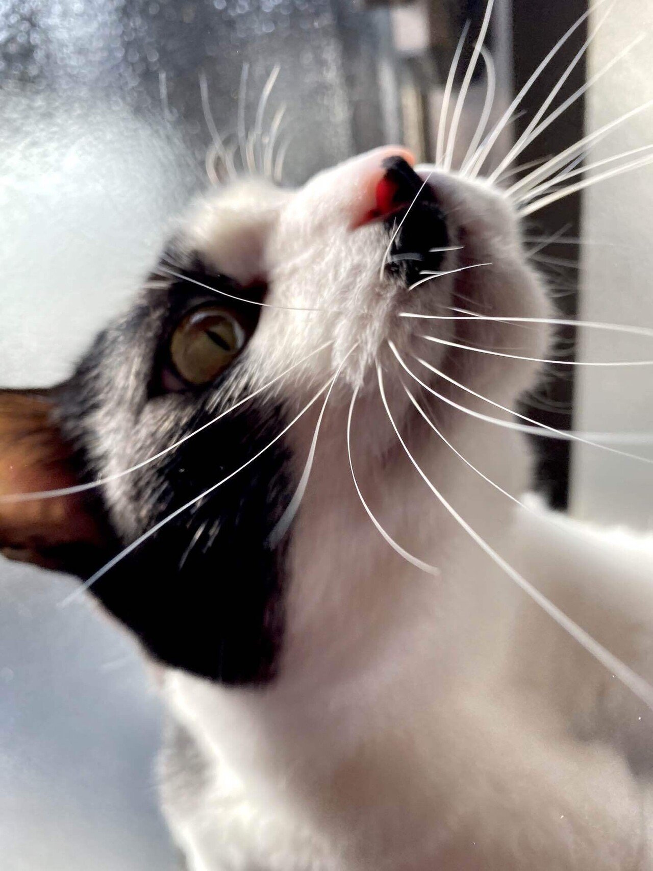 幸せを運ぶ猫の髭。｜いろ