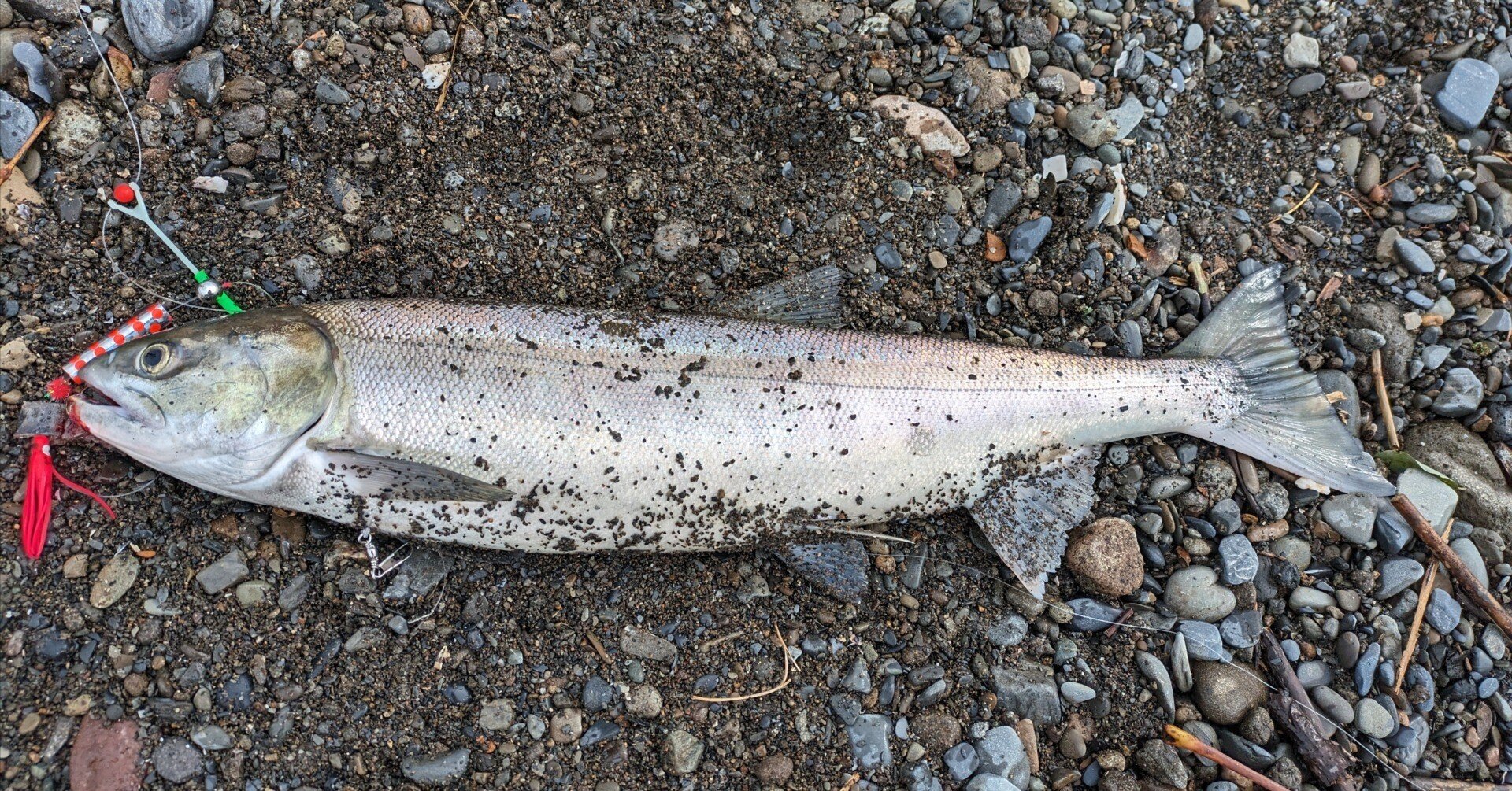 北海道といえばサケ（アキアジ）！！釣り方についてすべて解説