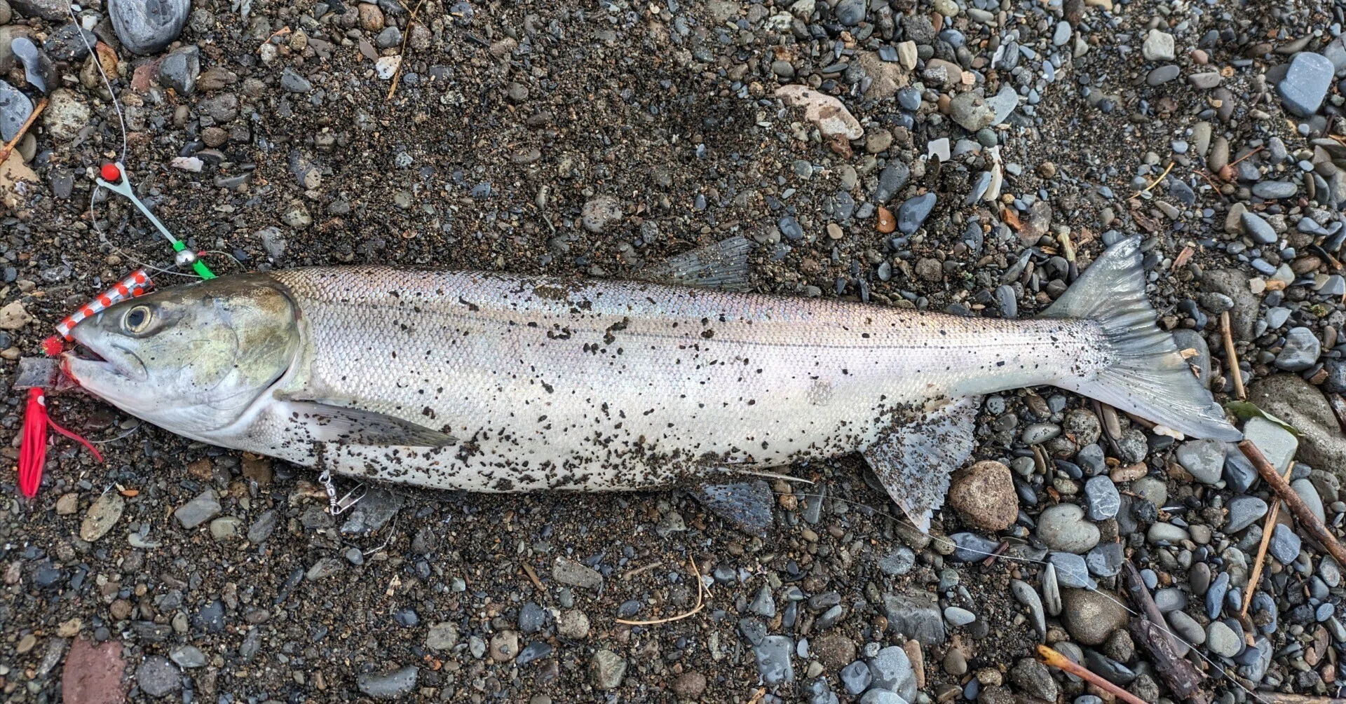 北海道といえばサケ（アキアジ）！！釣り方についてすべて解説