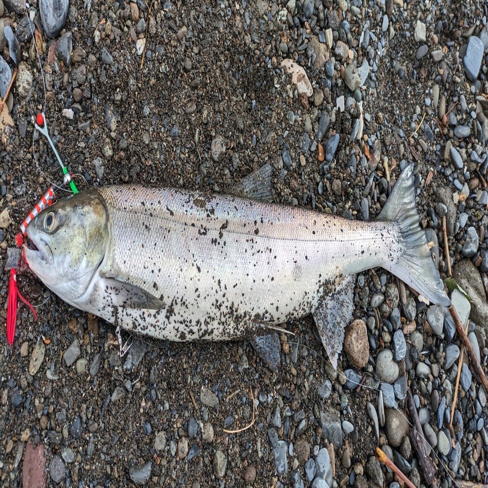 北海道といえばサケ（アキアジ）！！釣り方についてすべて解説