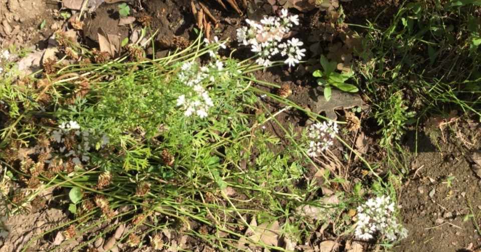 庭の記録 4 自家製腐葉土とシロツメクサのマルチ なな艸 Note