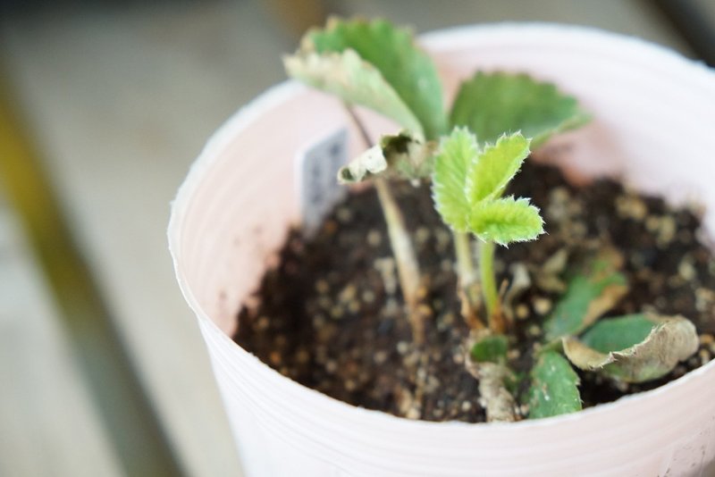 イチゴの苗復活 ゆかこ Note