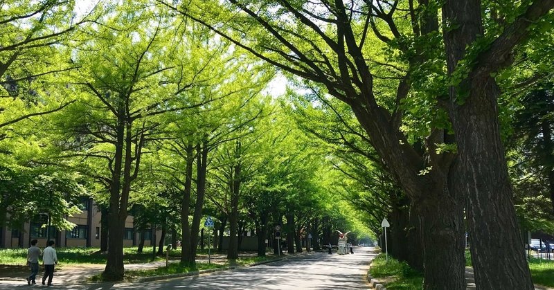 緑輝く季節の北海道！