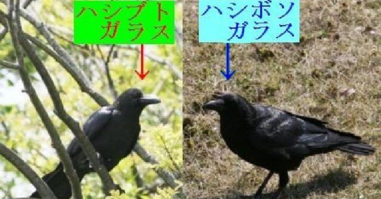 第260回 カラスというカラスの特集 ハシブトガラス ハシボソガラス 共に6回目 翆野 大地 Note 第260回 カラスというカラスの特集 ハシブトガラス ハシボソガラス 共に6回目 翆野 大地 Note