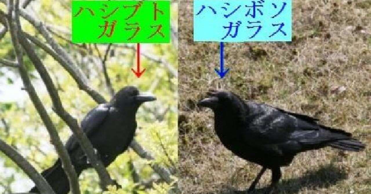 第260回 カラスというカラスの特集 ハシブトガラス ハシボソガラス 共に6回目 翆野 大地 Note