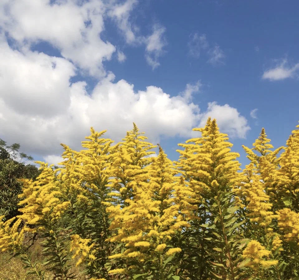 【ひで】セイタカアワダチソウの越冬完熟クリーム蜂蜜　1,000g 3本 送料込】SANBE Botanicals〈セイタカアワダチソウ〉アロマ3点セット