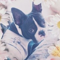 映画 マスク に登場する犬のマイロが大好きです 減点ママ Note
