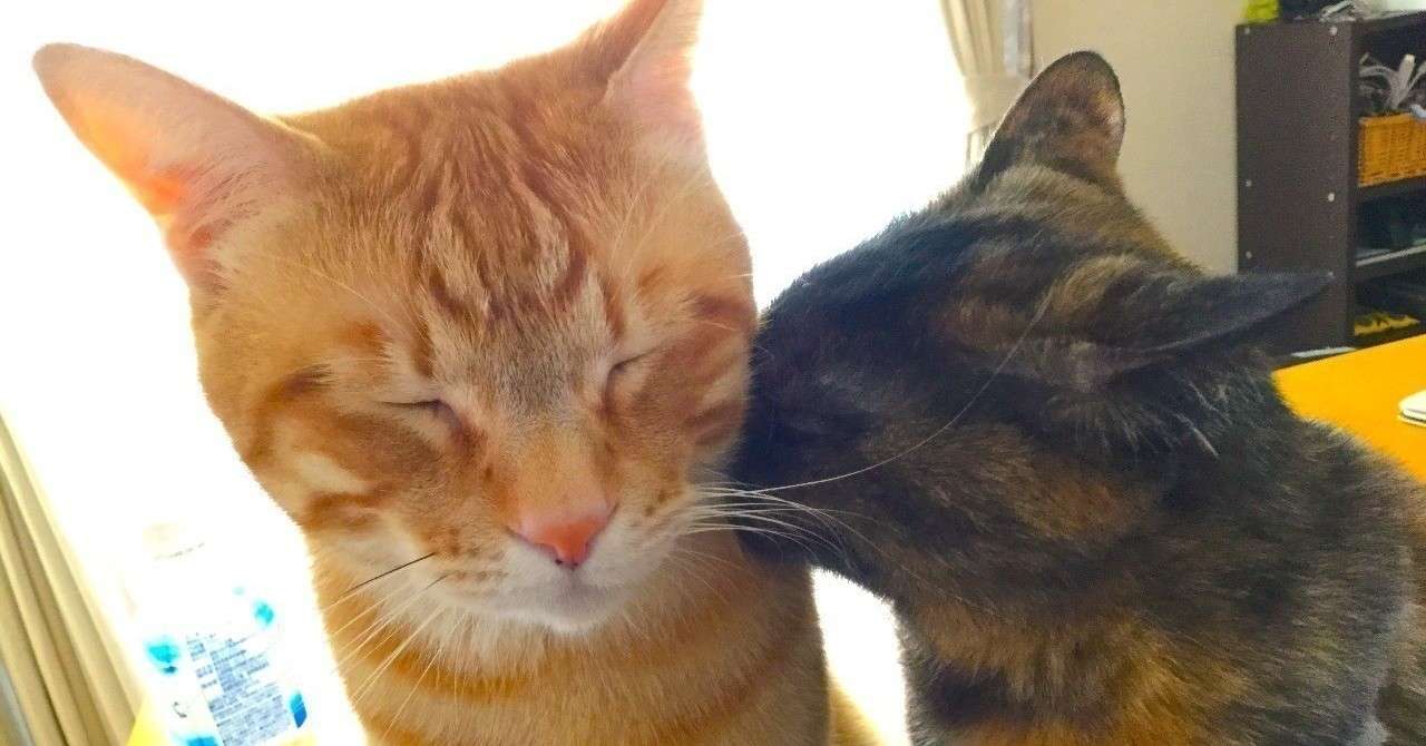 本物の夢診断 夢テーマ キス 本物の心理テスト Note版 Note