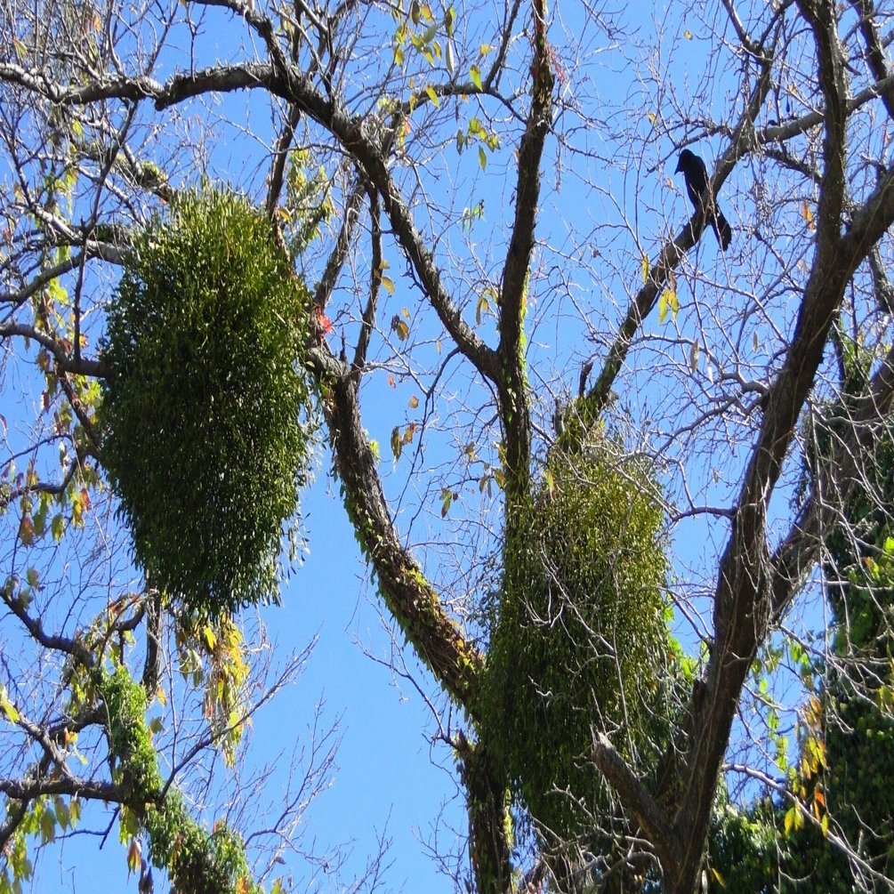 ぶら下がる緑の玉ヤドリギ｜HRSD-note