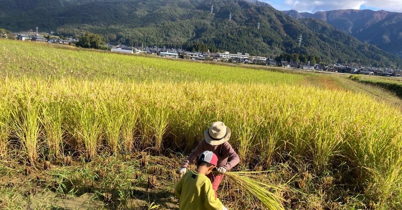 稲刈り🌾自然栽培のお米収穫　そしてお弁当
