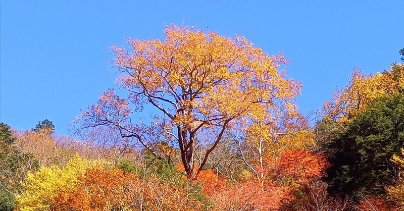 【2023年11月のおうし座♉オンリー占い】悩みや迷いから解放されるためのキッカケが得られる重要な日が今月中に3回訪れます…