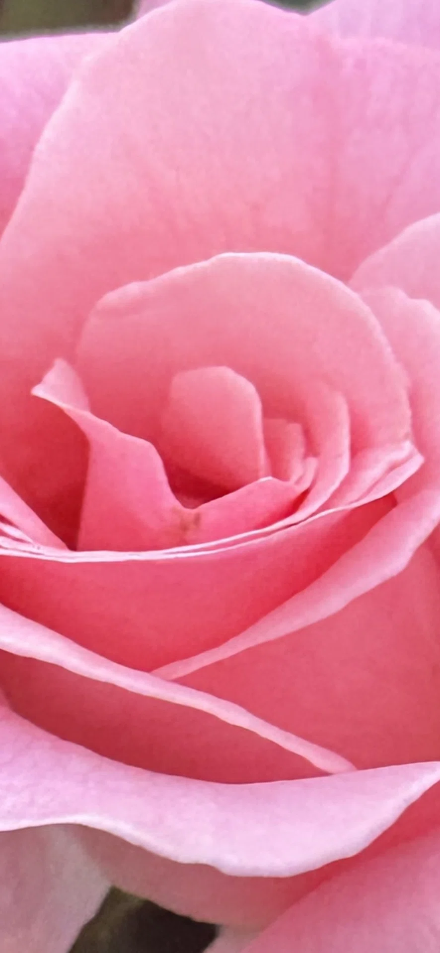 BRIDAL PINK｜EGGSEED