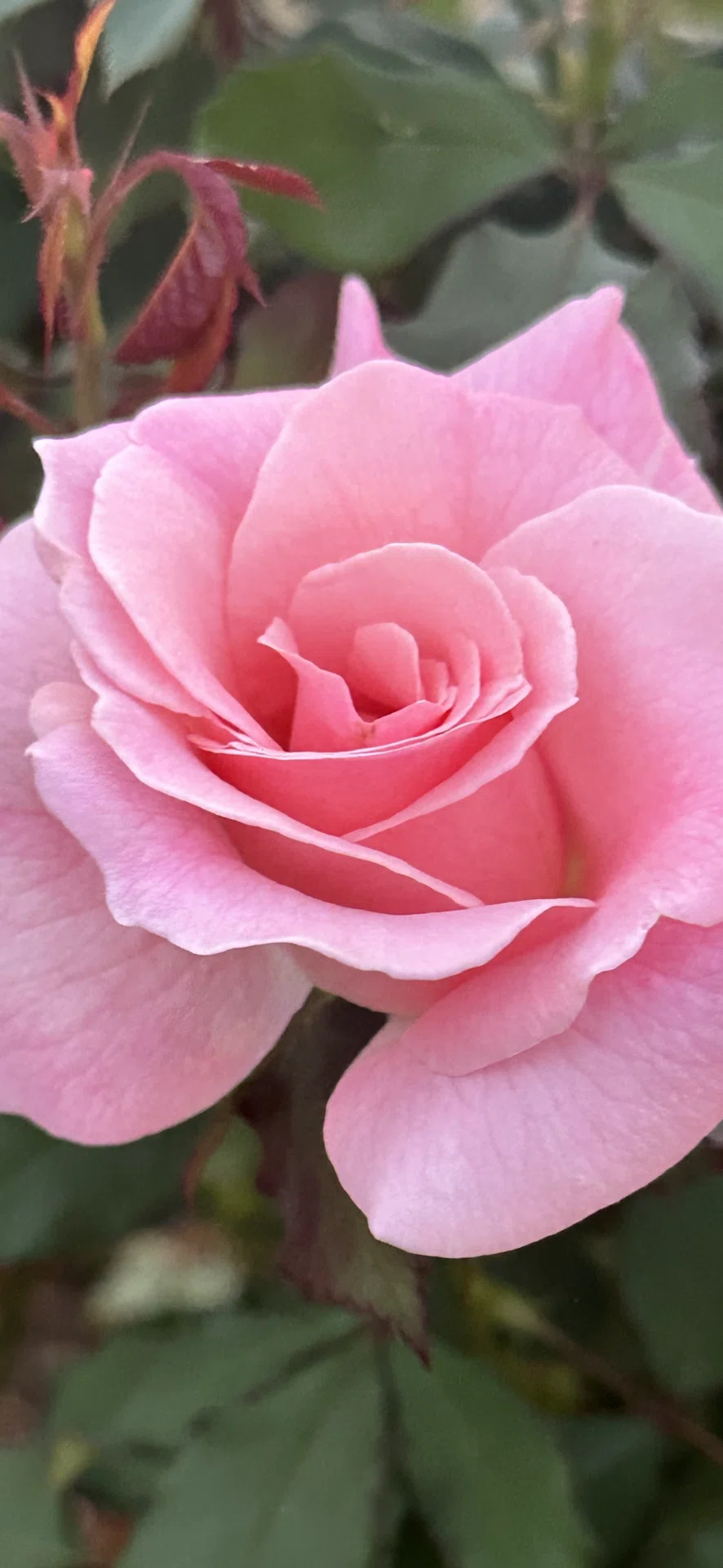 BRIDAL PINK｜EGGSEED