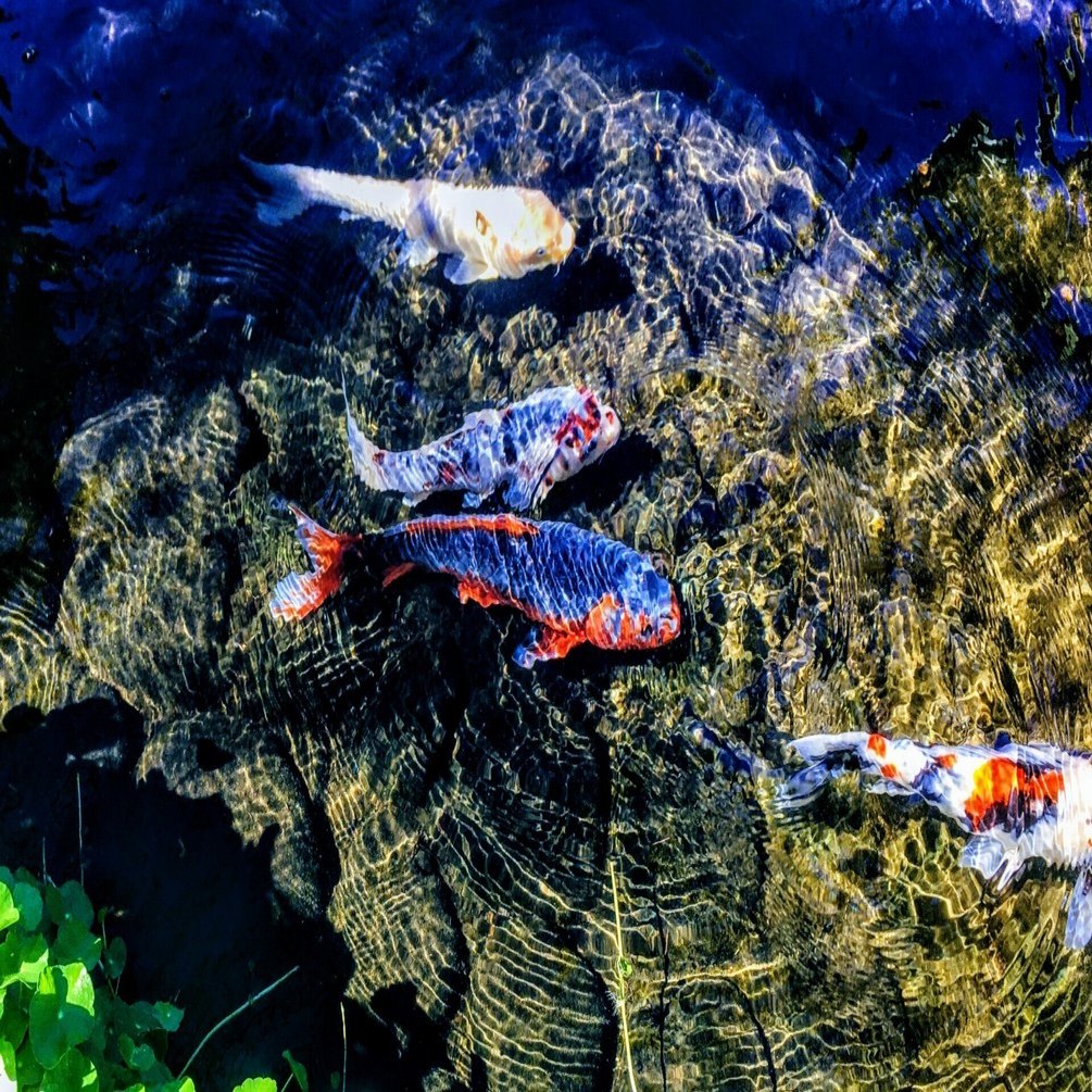 神秘的な鯉の写真 【写真7枚】｜晴れ旅