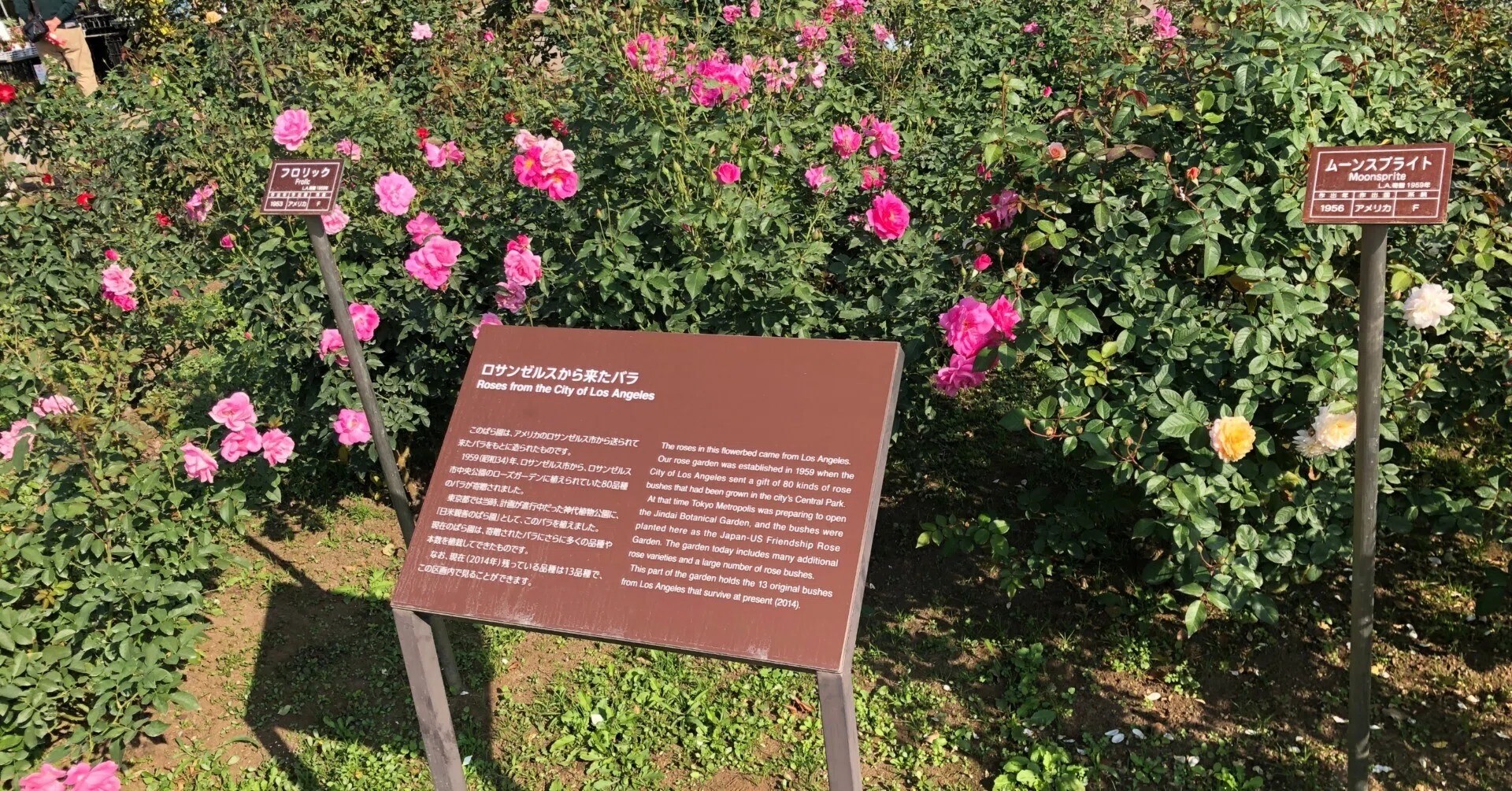神代植物公園のバラ 名前が面白い｜（花鳥風月）ikesan