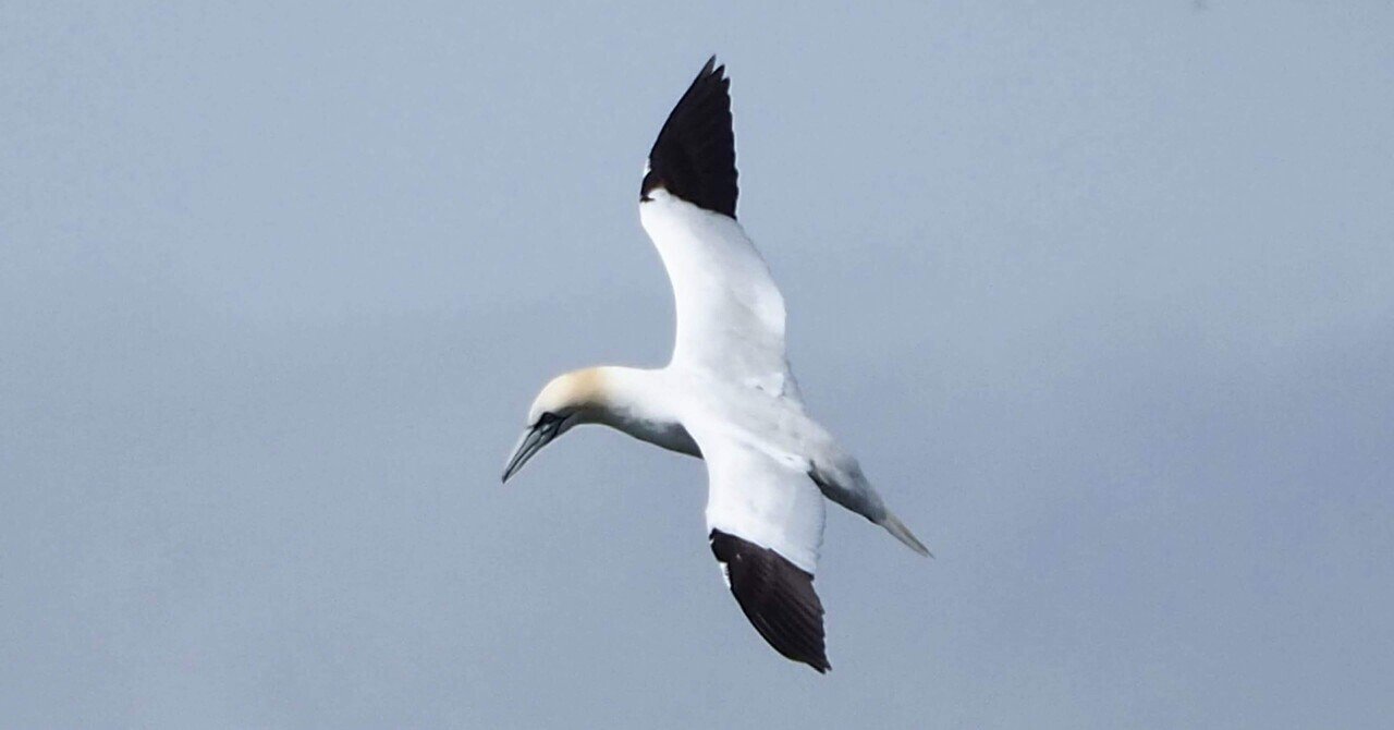 野鳥観察｜シロカツオドリ｜狩りの一瞬｜夜と街