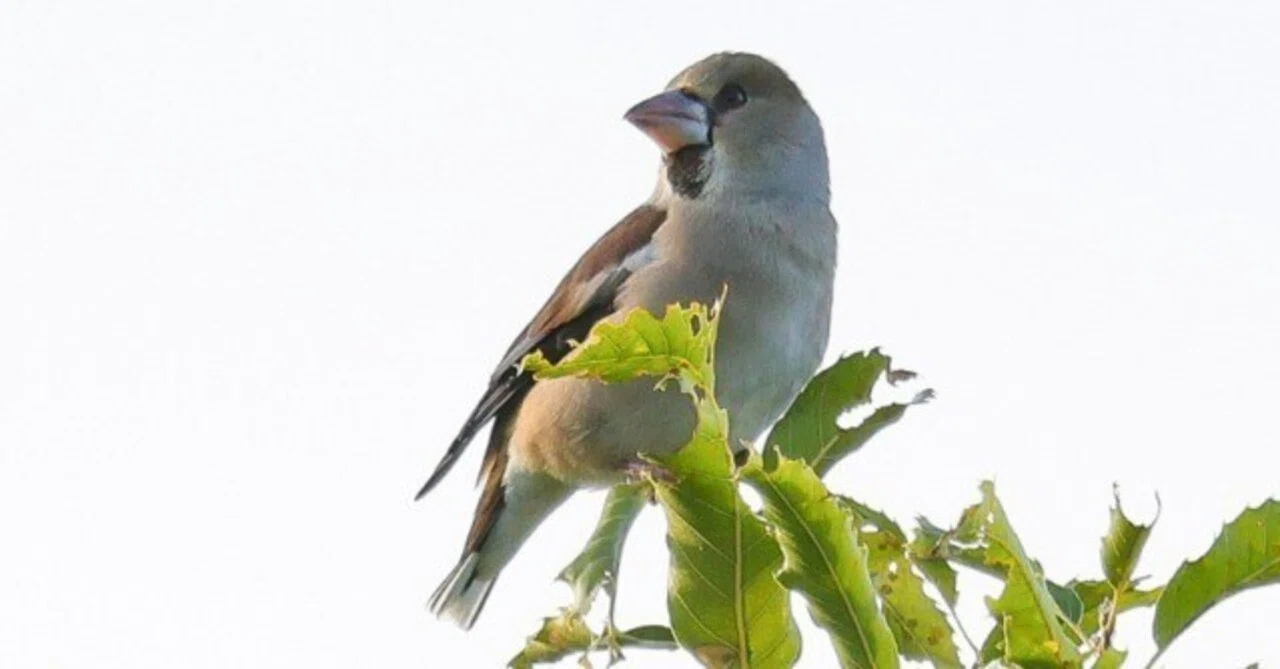 ツグミ初認…冬鳥初認をまとめてみた｜神戸の野鳥クラブ@きたの みつよし
